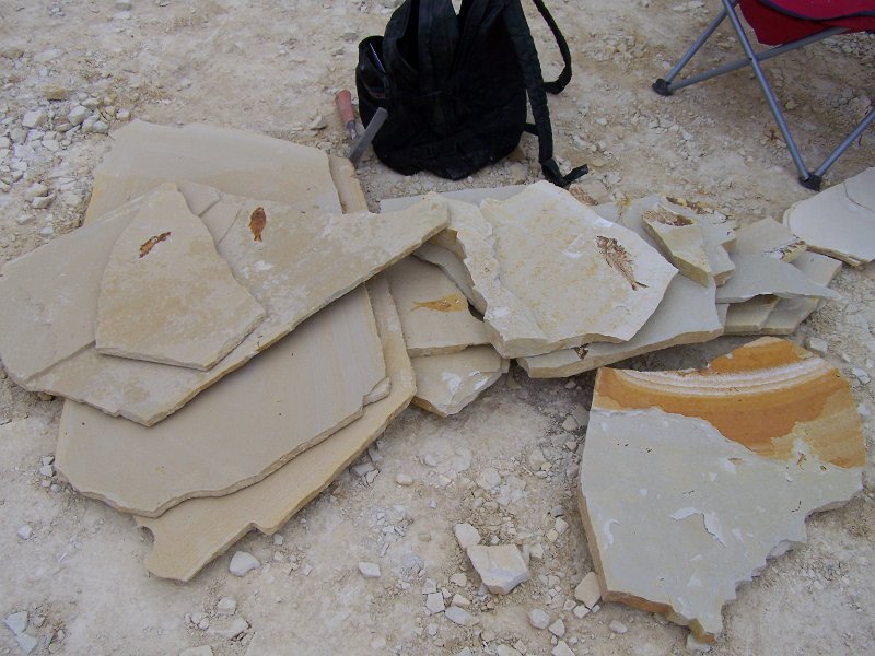 No 73 Warfield Fossils, Wyoming. This is some of Rob Sankovitch's fossil fish finds .JPG